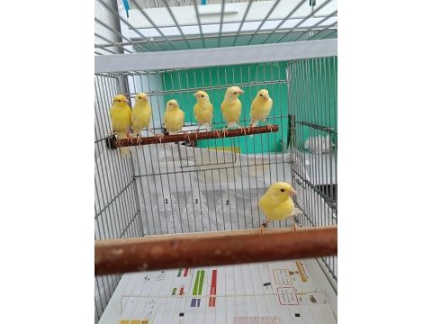Manılua kanaryalar