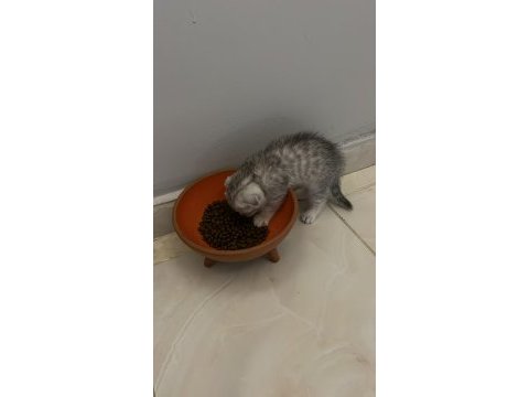 Arkadaşlar mamaya başlamışlardı 47 48 günlük kediler