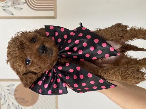 Dişi -erkek yavru toy poodle yavrularımız 