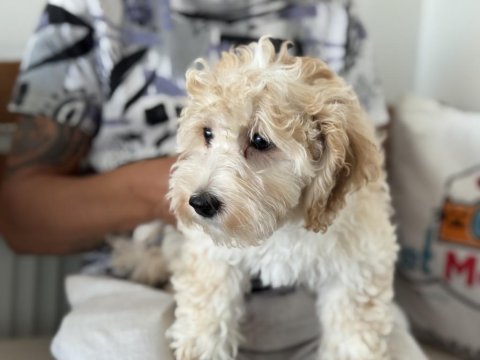 Wc eğitimli maltipoo yavrularımız ziyarete açık