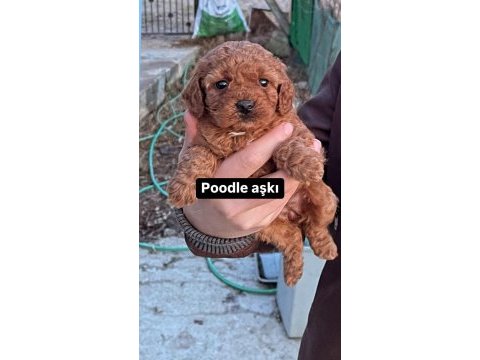 Toy poodle red brown mini boy yavrular