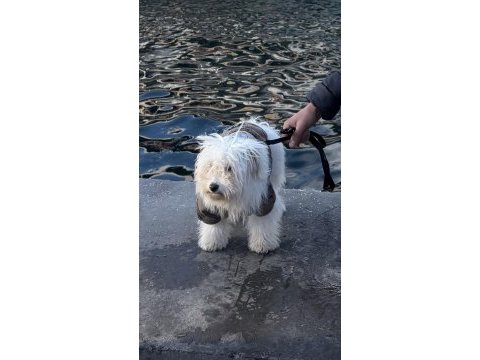Terrier 3.5 aylık ev süs köpeği