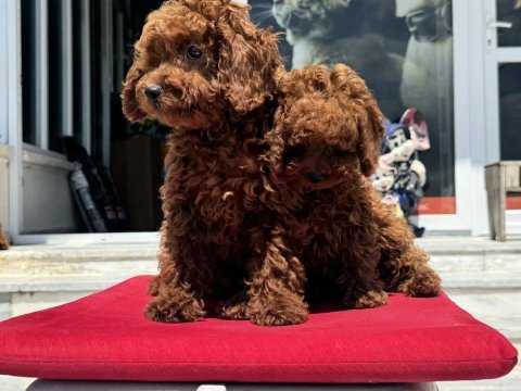 Çok özel redbrown kore toy poodle yavrularımız