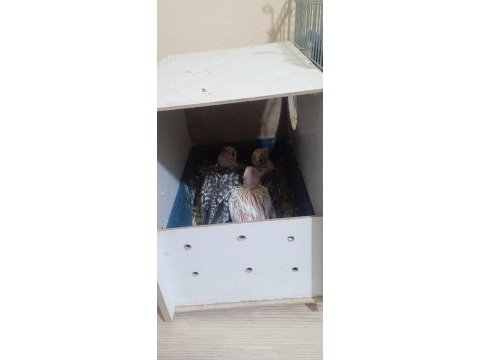 Anne baba ve yavru sultan papağanlar