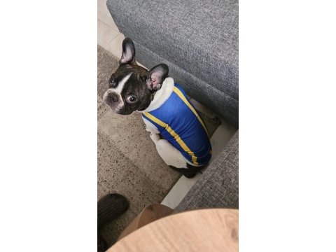 French bulldog oğlumuz