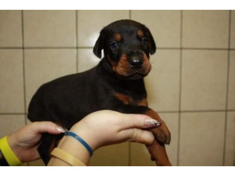 Irk garantili doberman yavruları