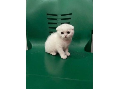 Wc eğitimli uysal scottish fold bebek