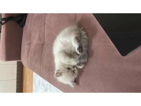 Saf kaliteli kan genetiği kedimiz