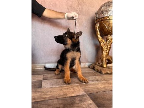 Alman çoban köpeği yavrularımız