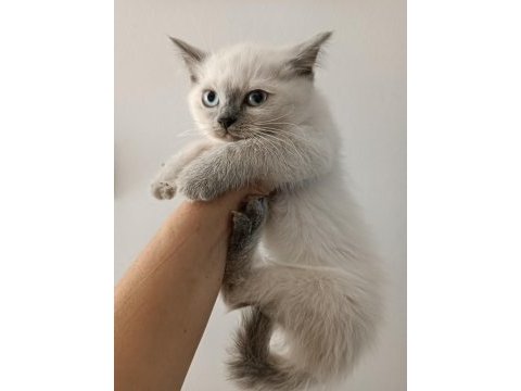 British shorthair bluepoint