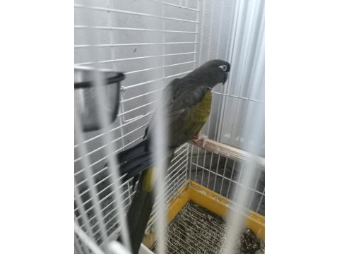 Petagonya konur papağanı evcil degildir
