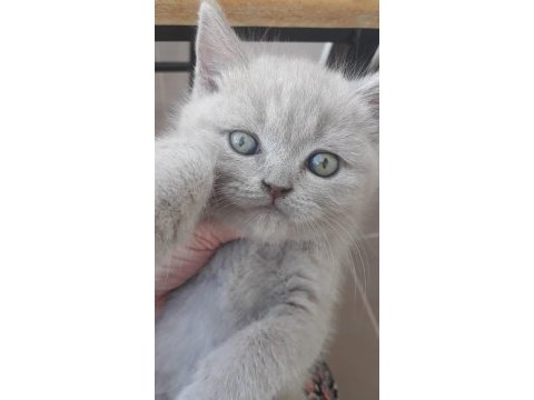 19 temmuz doğumlu british shorthair