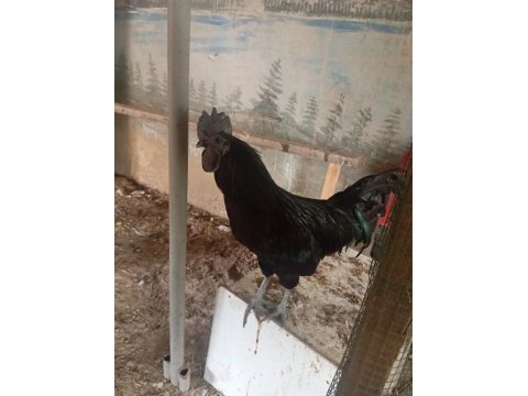 Ayemcemani horoz