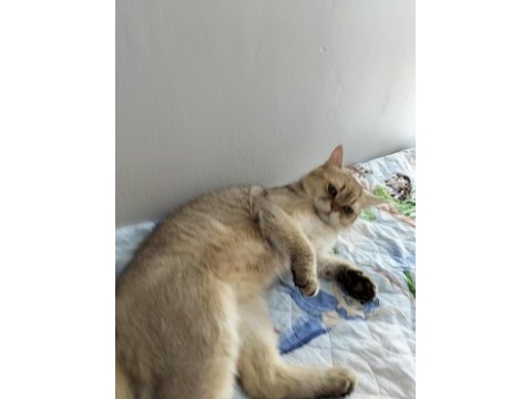 Golden erkek kedimiz ücretsiz sahiplendirme