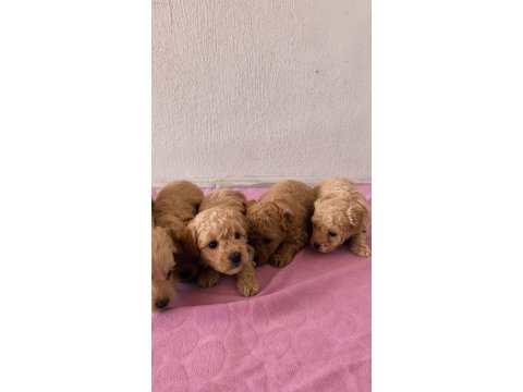 Maltipoo bebek köpeklerimiz