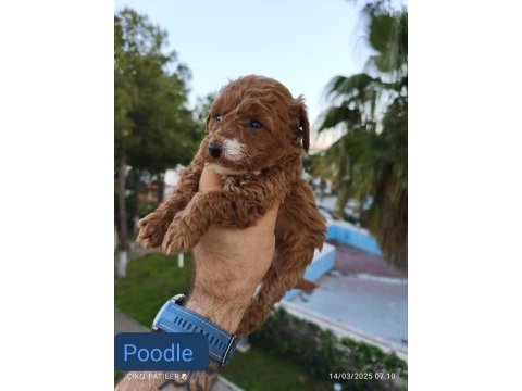 Poodle yavru köpekler
