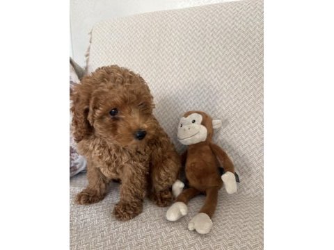 6 aylık toy poodle
