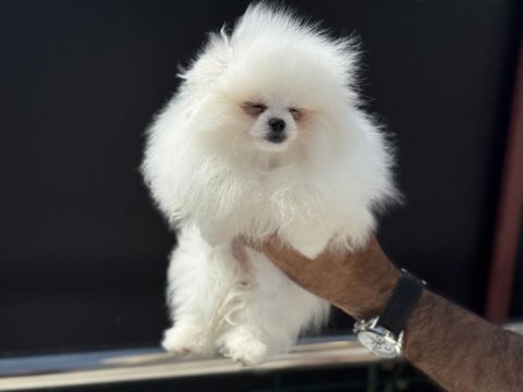 Show kalite tea cup kore pomeranian boo