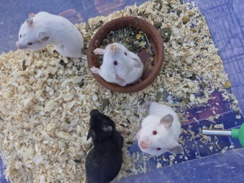 Suriye hamster