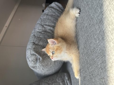 British golden shorthair