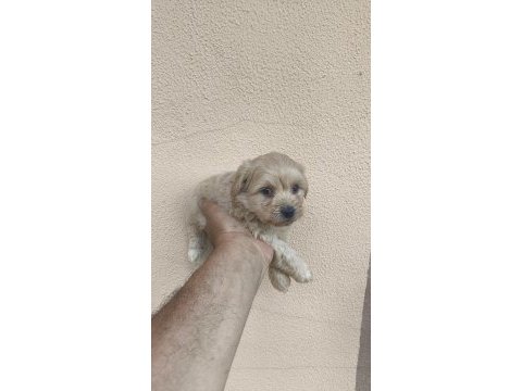Maltipoo yavrular
