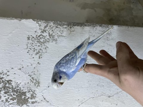 Yeni yeme düşmüş ele alıştırmalık muhabbet kuşu yavrular