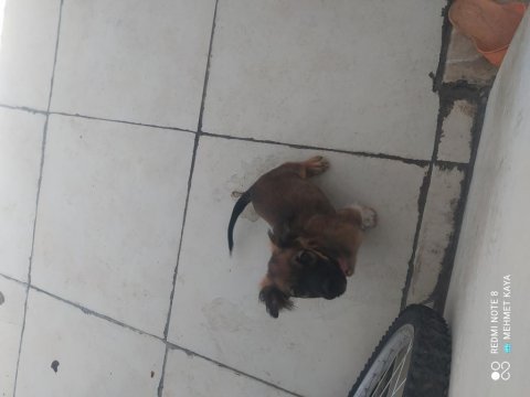 Pekinez erkek kopek