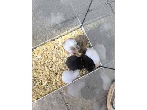 Yavru yetişkin suriye hamsterlari asla ısırmaz