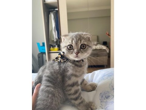 3 minik scottish fold yavrumu sahiplendirmek istiyorum