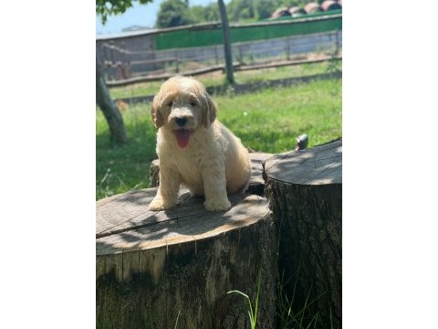 Labradoodle dişi / erkek 2 aylık