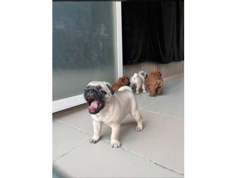 Pug 0 burun şirin bebekler