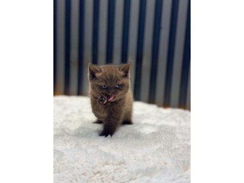 British shorthair cinnamon kahve renk chocolate
