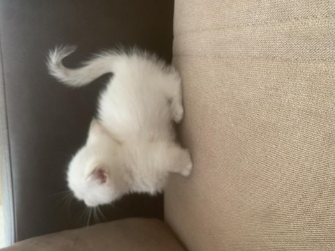 Cüce kedimiz munchkin