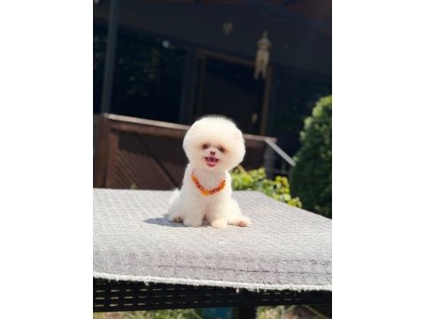 Pomeranian boo yavru sağlık ve ırk garantili