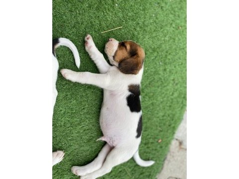 Safkan beagle yavruları
