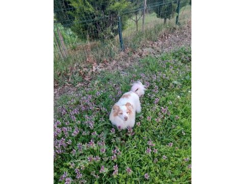 Sevimli terrier kırması kızıma yuva arıyorum