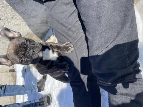 4 aylık erkek french bulldog