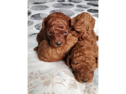15 günlük kore kan safkan toy poodle bebekler