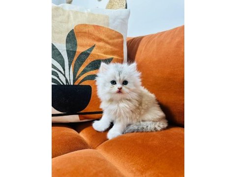 Güzel british longhair prensesim