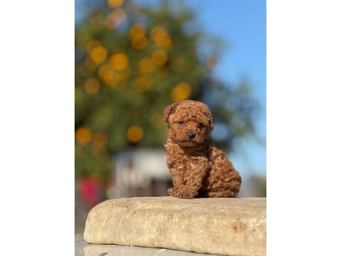 Aşılı çiş eğitimli orjinal toy poodle bebekler 
