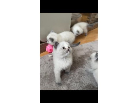 Safkan british shorthair blue point