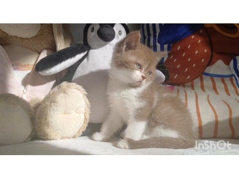 Cinnamon bicolor kedilerim yeni yuvalarını arıyorlar
