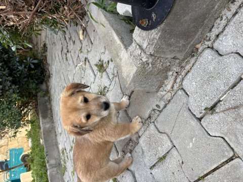 Bakımlı yavru köpekler