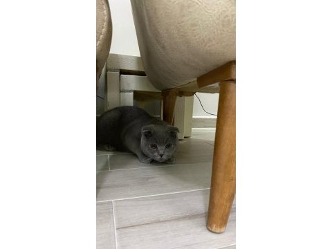 10 ağustos doğumlu scottish fold