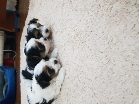 Erkek dişi biewer yorkshire terrier