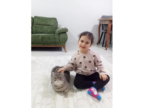 Safkan british dişi kedimiz