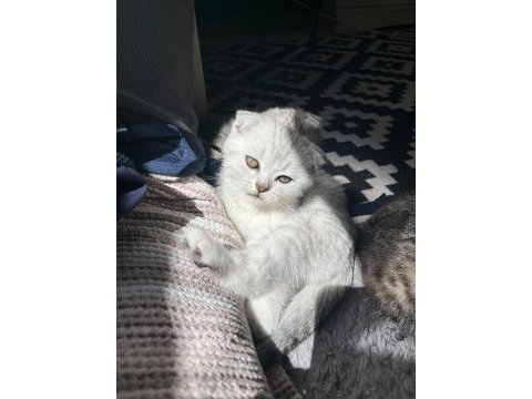 Scottish fold yavru