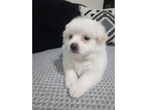 Çok sevimli maltipoo