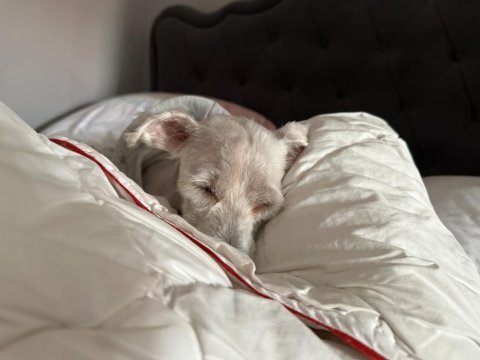 Terrier oğlana yuva