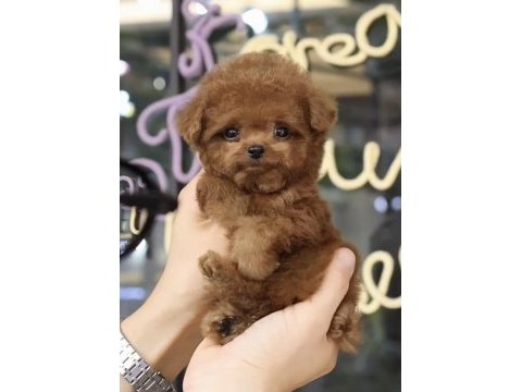 Toy poodle yavrusu
